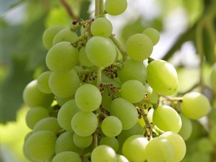 Réva vinná 'Monarch Pawlowskiego'  Vitis vinifera 'Monarch Pawlowskiego'