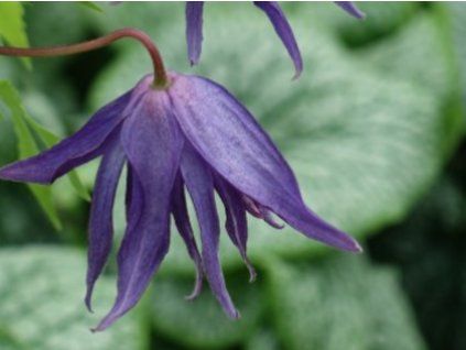 Plamének 'Luminous Dusk'  Clematis 'Luminous Dusk'