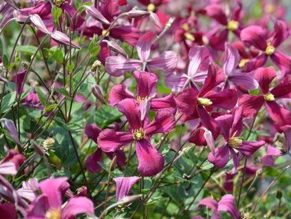 Plamének 'Strawberry Fields'  Clematis 'Strawberry Fields'