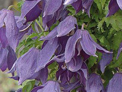 Plamének 'Violet Lampion'  Clematis 'Violet Lampion'