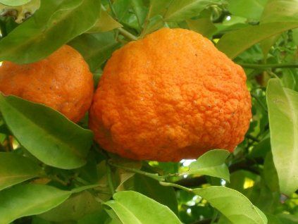 Bigarádie 'Bouquetier De Nice'  Citrus aurantium 'Bouquetier De Nice'