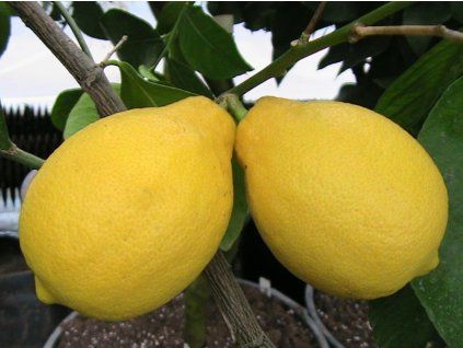 Citroník 'Adamo'  Citrus limon 'Adamo'