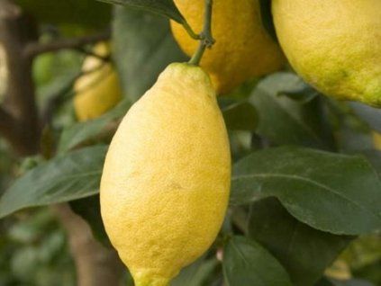 Citroník 'Lunario'  Citrus limon 'Lunario'