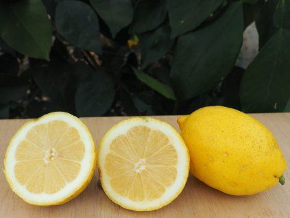 Citroník 'Pavlovský'  Citrus limon 'Pavlovský'