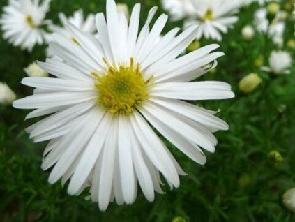 Hvězdnice křovitá 'Schneekissen' - Aster dumosus 'Schneekissen'  Aster dumosus 'Schneekissen'