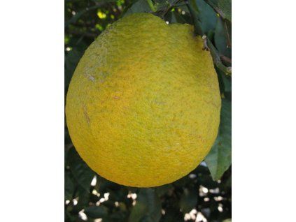 Citroník 'Santa Catarina'  Citrus limon 'Santa Catarina'