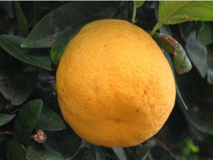 Hybrid 'Chironja'  Hybrid 'Chironja'