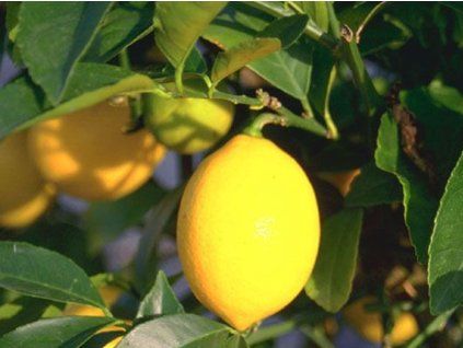 Limeta 'La Valette'  Citrus x latifolia 'La Valette'