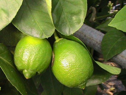 Limetka 'Sweet'  Citrus x latifolia 'Sweet'