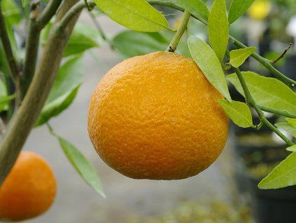 Mandarinka 'Honey'  Citrus sp. 'Honey'