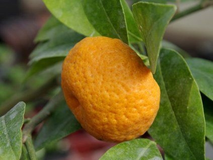 Divoká mandarinka 'Dioxian Wild'  Citrus Dioxianensis 'Dioxian Wild'