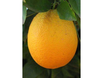 Pomerančovník 'Jaffa' (Shamouti)  Citrus sinensis 'Jaffa' (Shamouti)