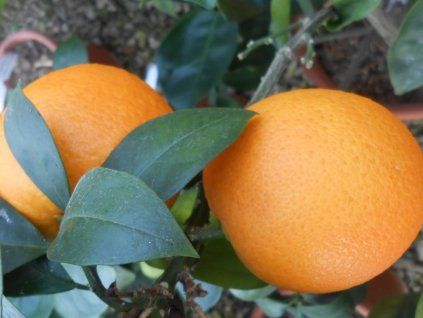 Pomerančovník 'Vainiglia Apireno'  Citrus sinensis 'Vainiglia Apireno'