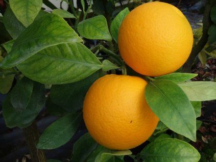 Pomerančovník 'Verna' (Berna)  Citrus sinensis 'Verna'