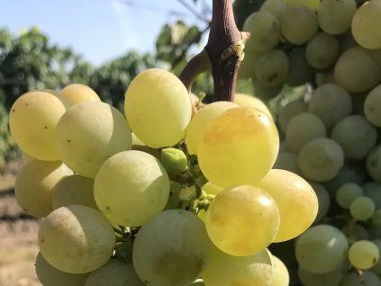 Réva vinná 'Galbena Noi'  Vitis vinifera 'Galbena Noi'