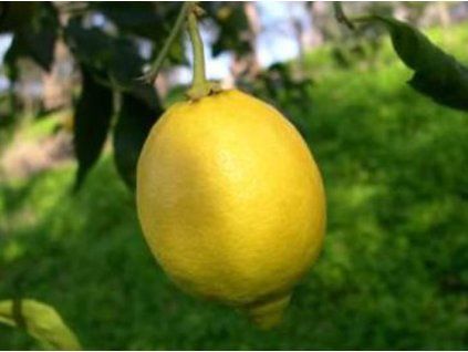Citroník 'Ovale di Sorrento'  Citrus 'Ovale di Sorrento'