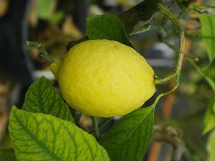 Citroník 'Amalfitano'  Citrus 'Amalfitano'