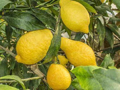 Citroník 'Salicifolia'  Citrus 'Salicifolia'