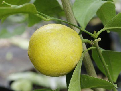 Citroník 'Doux de Mediteranee'  Citrus 'Doux de Mediteranee'