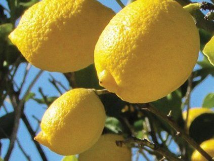 Citrónovník 'Genoa'  Citrus limon 'Genoa'