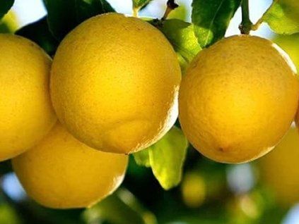 Citrónovník 'Villa Franca'  Citrus limon 'Villa Franca'
