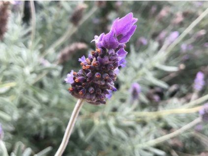 Levandule zoubkatá 'Inglese'  Lavandula dentata 'Inglese'