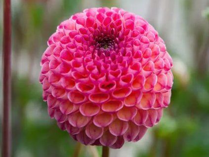 Jiřina 'Burlesca'  Dahlia 'Burlesca'