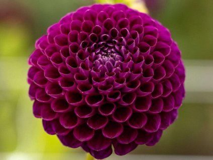 Jiřina 'Downham Royal'  Dahlia 'Downham Royal'