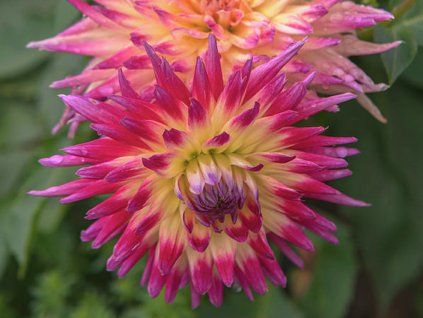 Jiřina 'Electric Flash'  Dahlia 'Electric Flash'