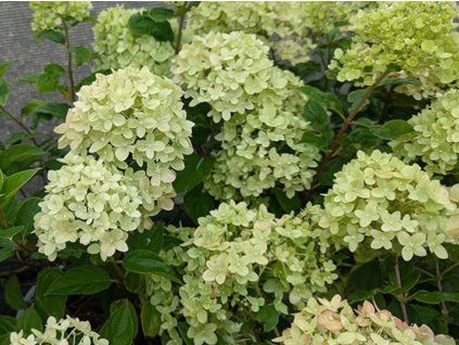 Hortenzie latnatá 'Little Lime'  Hydrangea paniculata 'Little Lime'