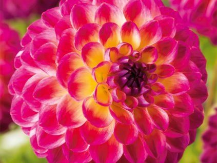 Jiřina 'Hapet Daydream'  Dahlia 'Hapet Daydream'