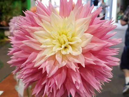 Jiřina 'Just Married'  Dahlia 'Just Married'