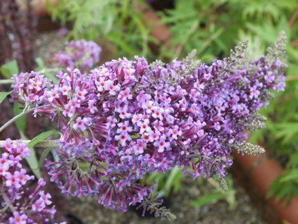Komule Davidova 'Dartmoor'  Buddleja davidii 'Dartmoor'