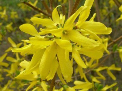 Zlatice prostřední 'Golden Nugget'  Forsythia x intermedia 'Golden Nugget'