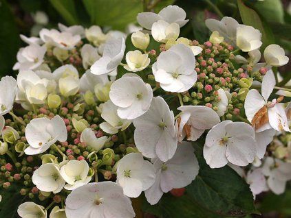 Hortenzie velkolistá 'Libelle'  Hydrangea macrophylla 'Libelle'