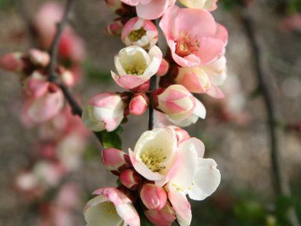Kdoulovec lahvicovitý 'Moerloosei'  Chaenomeles speciosa 'Moerloosei'