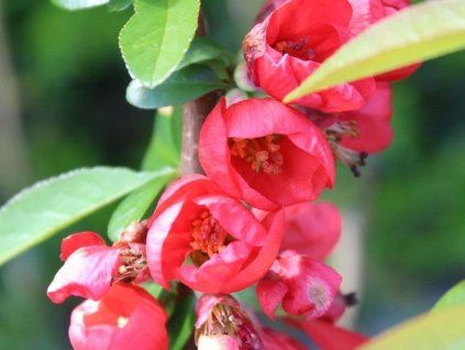 Kdoulovec lahvicovitý 'Rubra Grandiflora'  Chaenomeles speciosa 'Rubra Grandiflora'