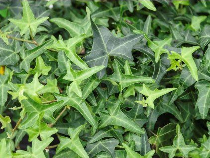 Břečťan popínavý 'Sagittifolia'  Hedera helix 'Sagittifolia'