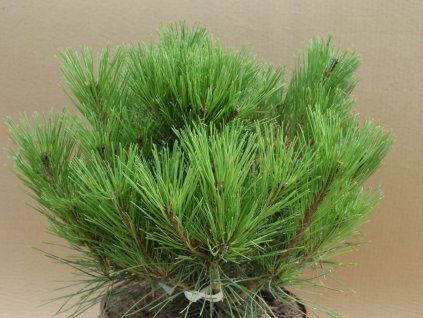 Borovice hustokvětá 'Heavy Bud'  Pinus densiflora 'HeavyBud'