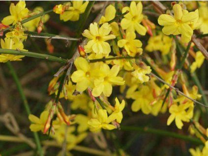 Jasmín nahokvětý 'Argenteomarginatum'  Jasminum nudiflorum 'Argenteomarginatum'