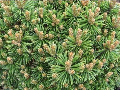 Borovice kleč 'Sandy'  Pinus mugo 'Sandy'