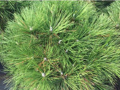 Borovice černá 'Wurstle'  Pinus nigra 'Wurstle'