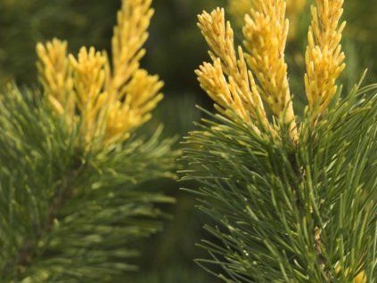 Borovice drobnokvětá 'Goldilocks'  Pinus parviflora 'Goldilocks'