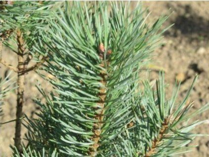Borovice lesní 'Argentea Compacta'  Pinus sylvestris 'Argentea Compacta'