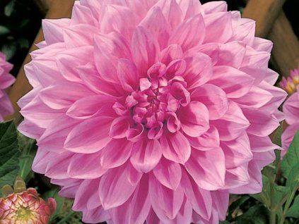 Jiřina 'Lucky Number'  Dahlia 'Lucky Number'