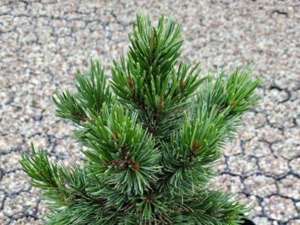 Borovice osinatá 'Silver Boy'  Pinus aristata 'Silver Boy'