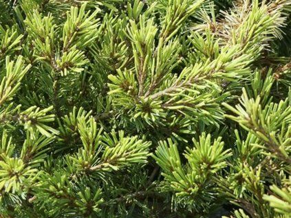 Borovice drobnokvětá 'Kokuho'  Pinus parviflora 'Kokuho'