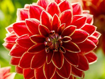 Jiřina 'Maxime'  Dahlia 'Maxime'