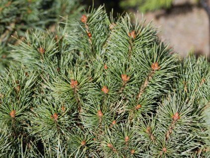 Borovice lesní 'Argentea Nana'  Pinus sylvestris 'Argentea Nana'