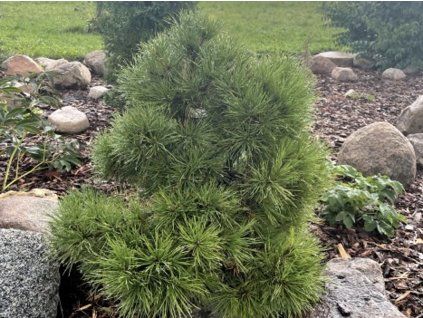 Borovice lesní 'Viridis Compacta'  Pinus sylvestris 'Virdis Compacta'